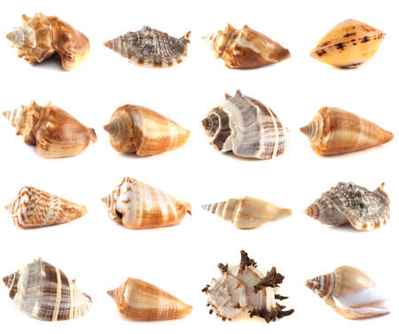 Seashell collection isolated on white background 