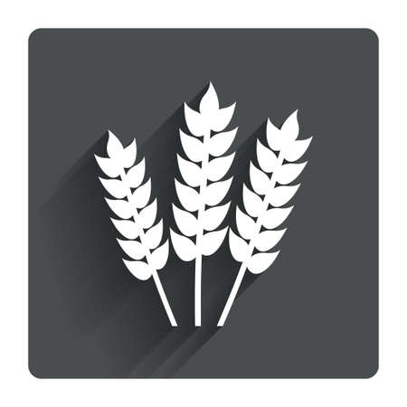 Agricultural sign icon. Gluten free or No gluten symbol. Gray flat square button with shadow. Modern UI website navigation. Vectorのイラスト素材