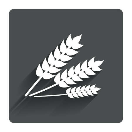 Agricultural sign icon. Gluten free or No gluten symbol. Gray flat square button with shadow. Modern UI website navigation. Vectorのイラスト素材