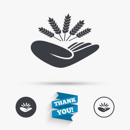 Agriculture insurance sign icon. Hand holds wheat. Protection against crop failure and drought. Flat icons. Buttons with icons. Thank you ribbon. Vectorのイラスト素材