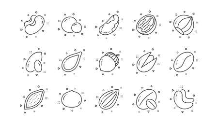 Hazelnut, Almond nut and Peanut. Nuts and seeds line icons. Walnut, Brazil nut, Pistachio icons. Cacao and Cashew nuts. Linear set. Geometric elements. Quality signs set. Vectorのイラスト素材