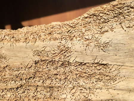 Wooden tablecloth isolate and garden