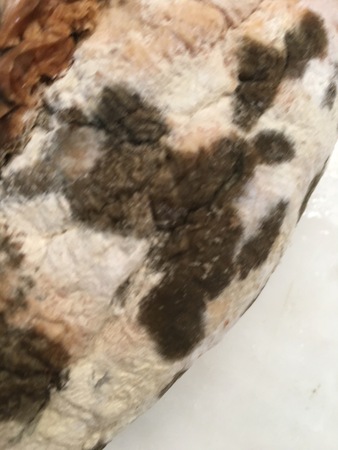 Moldy bread texture unit isolateの写真素材