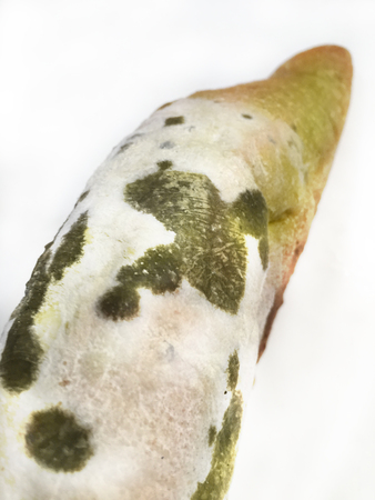 Moldy bread texture unit isolateの写真素材