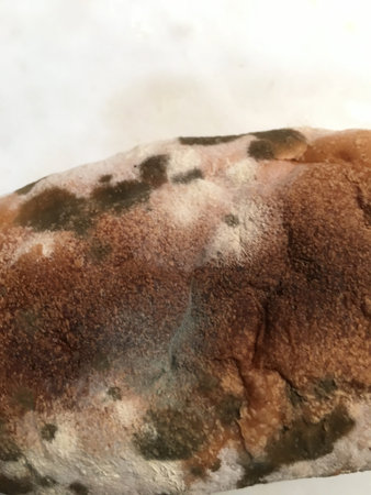 Moldy bread texture