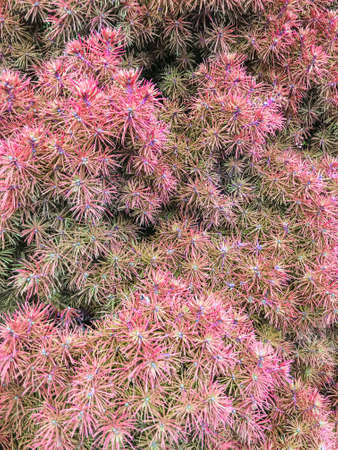 Pine tree texture unit isolateの写真素材