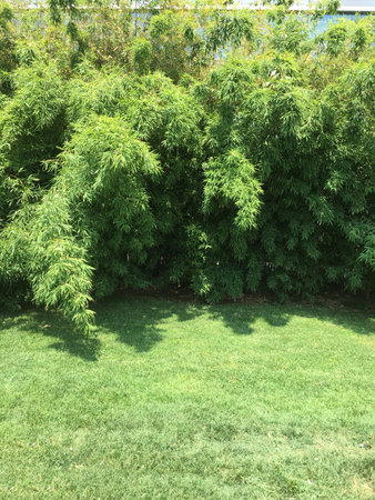 Outdoor grass and flowers unit isolate