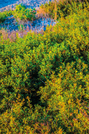 bush  shrub  shooting unit isolate
