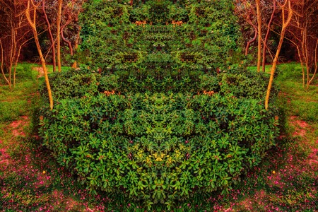 bush  shrub  shooting unit isolateの写真素材