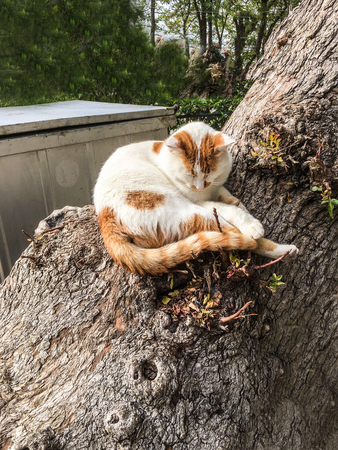 Pet cats backroundの写真素材