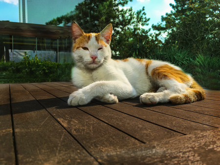 PET cats backround unitの写真素材