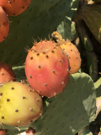 Cactus fruit background unit isolateの写真素材