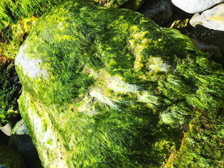 Seaside and mossy rock background unit isolate