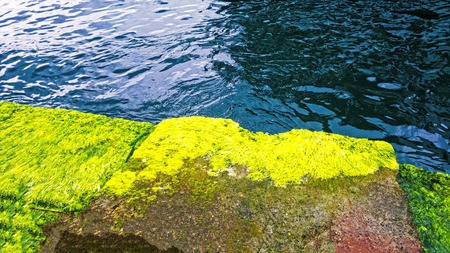 Seaside and mossy rock background unit isolateの写真素材