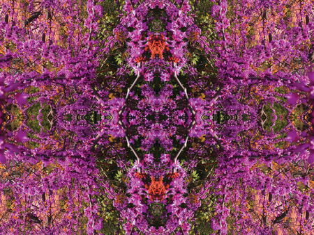 bush  shrub  shooting unit isolateの写真素材