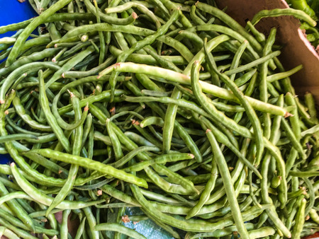 kidney bean plant background unit isolateの写真素材