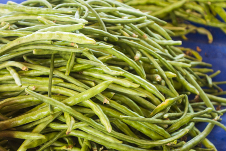 kidney bean plant background unit isolateの写真素材