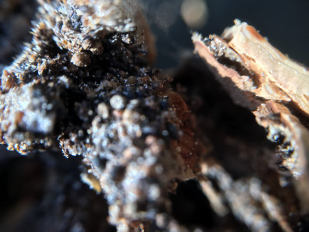 walnut, nut plant background unit isolateの写真素材