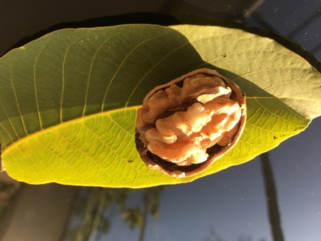 walnut, nut plant background unit isolateの写真素材