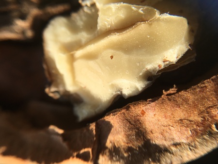 walnut, nut plant background unit isolateの写真素材