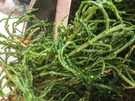 samphire background unit isolateの写真素材