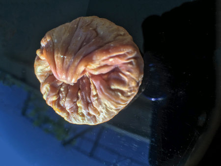 fig background unit isolate