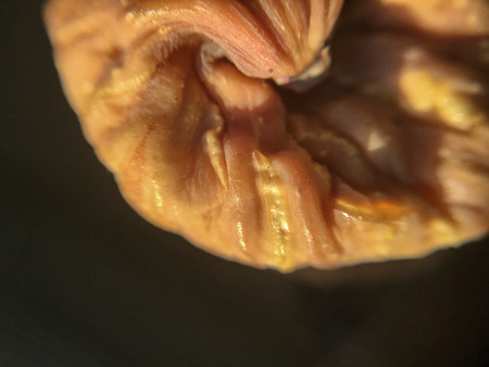 fig background unit isolateの写真素材