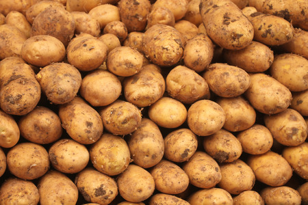 potato background unit isolateの写真素材
