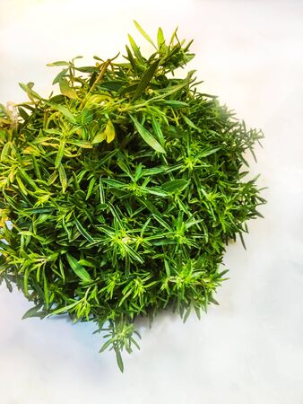 rosemary background unit isolateの写真素材