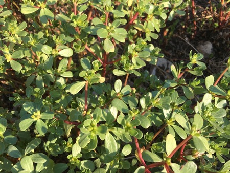 Purslane background unit isolateの写真素材