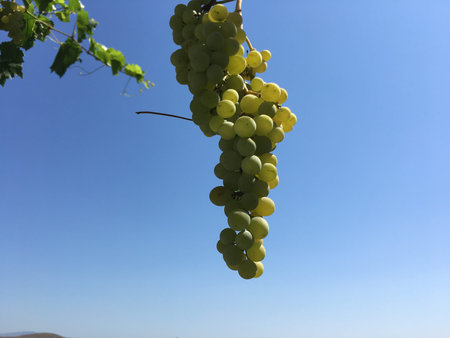 Grape clusters, grape grain background unit isolate