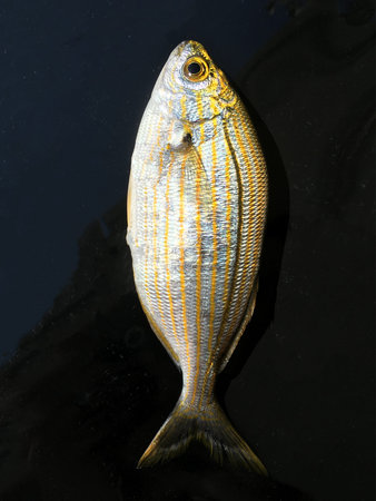 the fish background unit isolate