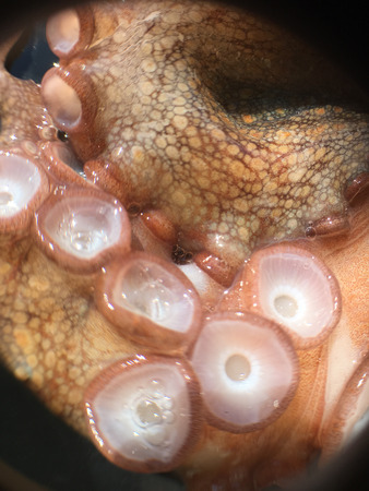 octopus background unit isolateの写真素材