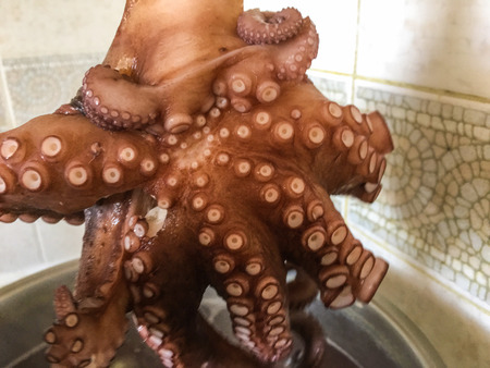 octopus background unit isolateの写真素材