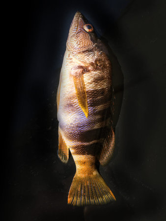 the fish background unit isolate
