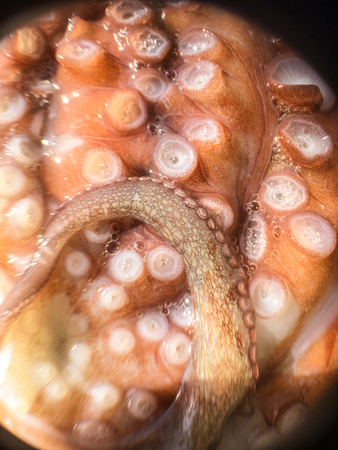 octopus background unit isolateの写真素材