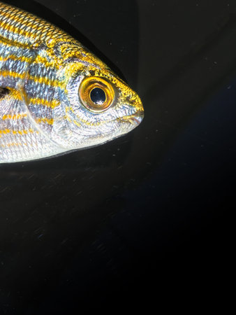 the fish background unit isolate