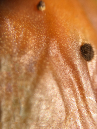 cactus fruit background unit isolateの写真素材