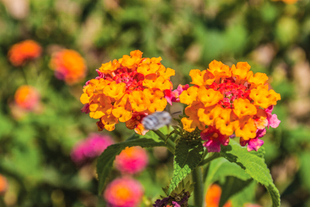 colorful flowers in the garden backgroundの写真素材