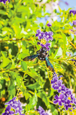 colorful flowers in the garden backgroundの写真素材