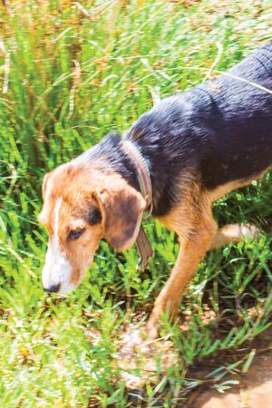 cute dog background patternの写真素材