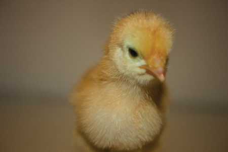 black and yellow chick background patternの写真素材