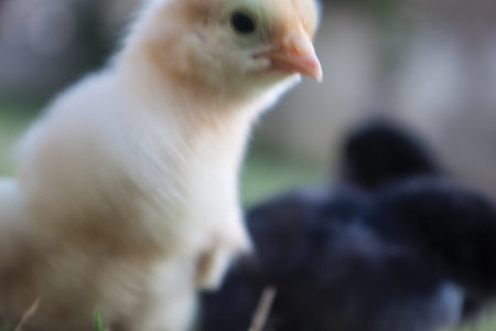 black and yellow chick background pattern