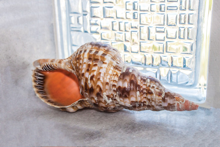 seashells background unit isolateの写真素材