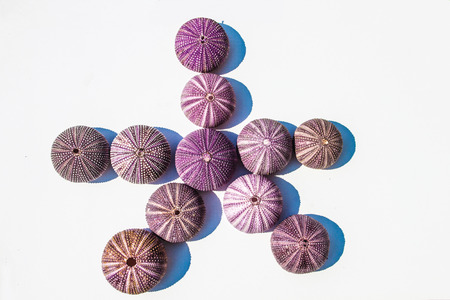 seashells background unit isolateの写真素材