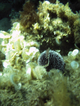 sea chestnut under water background unit isolateの写真素材