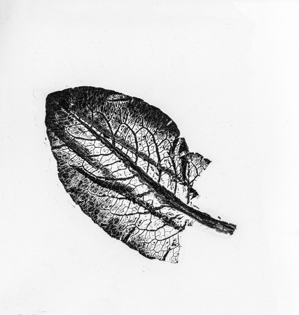 black and white leaf patterns background unit isolateの写真素材