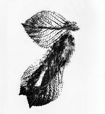 black and white leaf patterns background unit isolateの写真素材