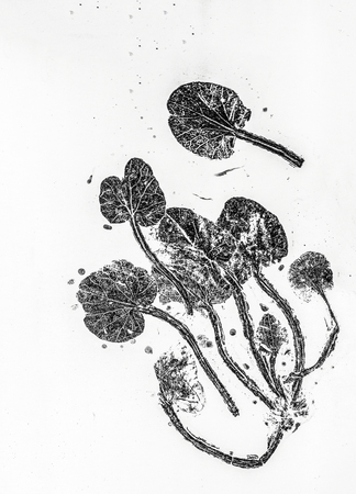 black and white leaf patterns background unit isolateの写真素材