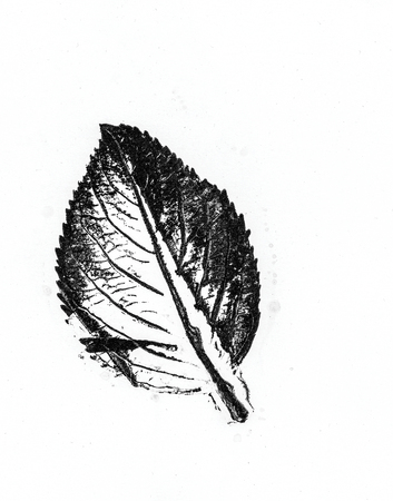 black and white leaf patterns background unit isolateの写真素材